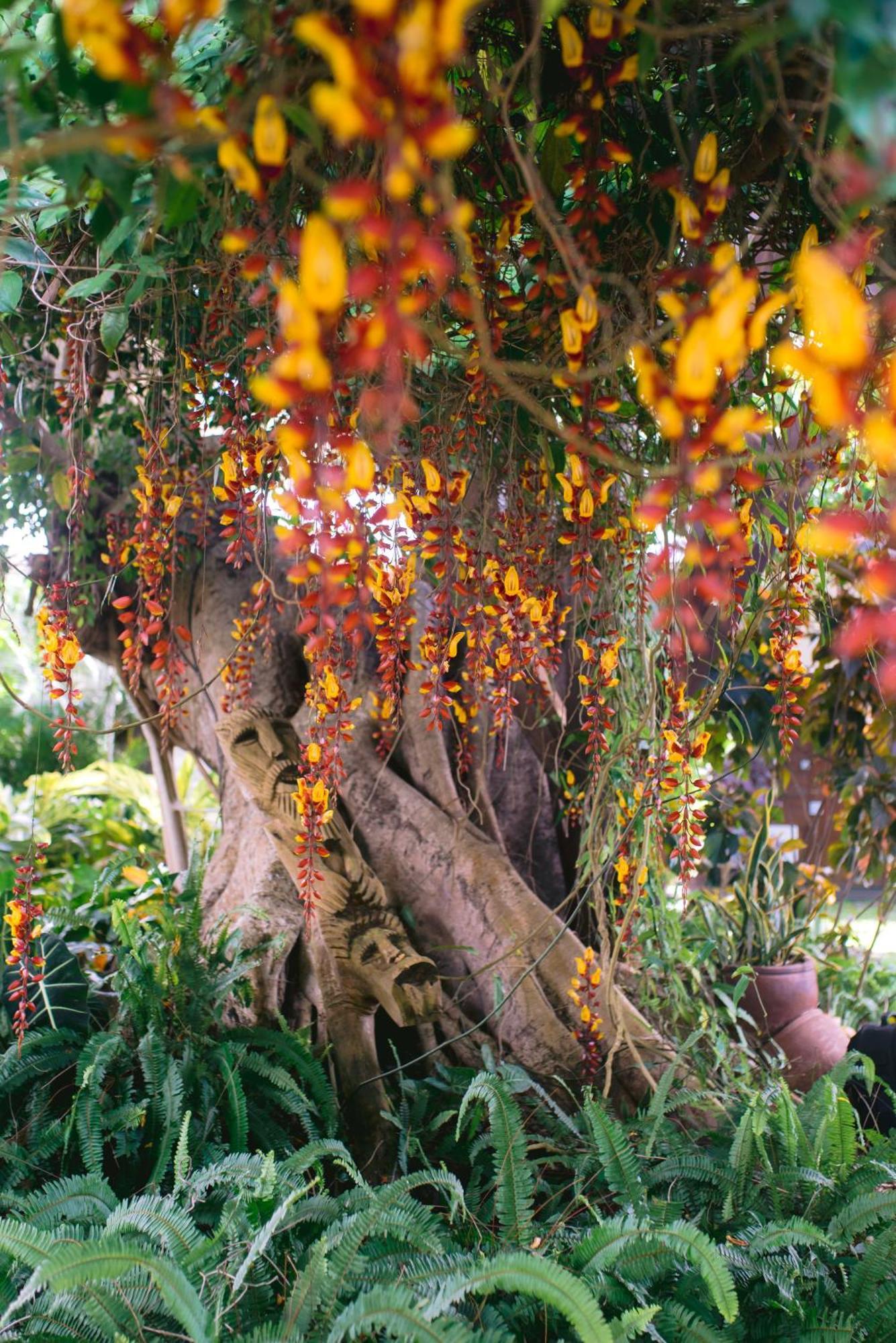 Tree Mauritius Belle Mare
