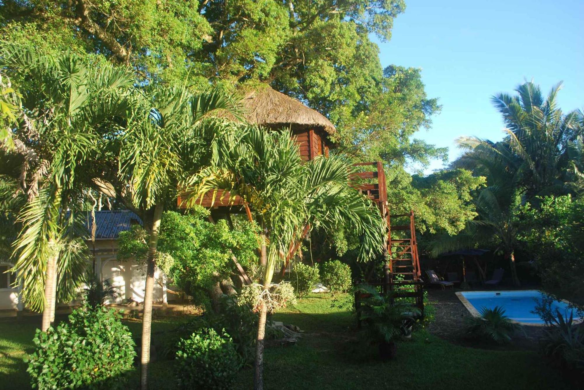 Tree Mauritius *
