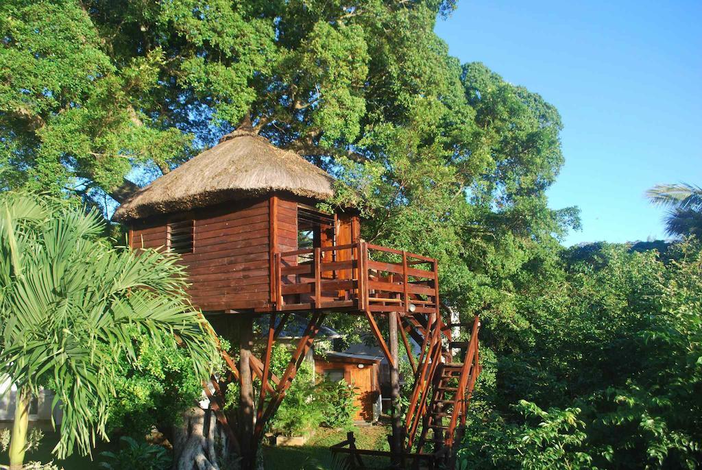 Tree Mauritius Belle Mare